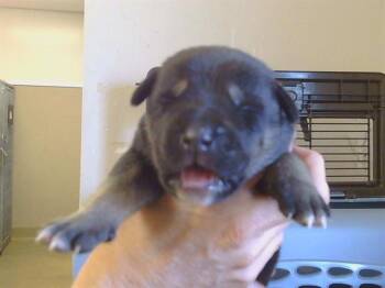 Husky Dogs Available for Adoption - FRANNY | PetCurious