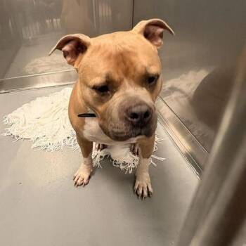 Tam -  Mixed Breed Dog for Adoption in Davenport, Iowa - Tam | PetCurious