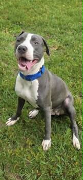 Lilly -  Labrador Retriever and Boxer Dog for Adoption in Quincy, Michigan - Lilly | PetCurious