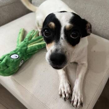 Allium -  Rat Terrier Dog for Adoption - Allium | PetCurious