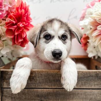 Husky Dogs Available for Adoption - Ichika | PetCurious