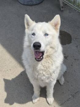 JOSE -  Siberian Husky Dog for Adoption in Dayton, Ohio - JOSE | PetCurious