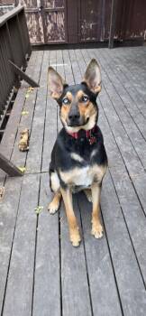 Bowie -  Shepherd and Husky Dog for Adoption in Redlands, California - Bowie | PetCurious