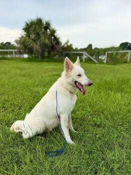 Hank -  White German Shepherd Dog for Adoption - Hank | PetCurious