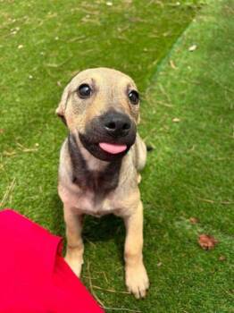 Bree -  Terrier and Mixed Breed Dog for Adoption in Paducah, Kentucky - Bree | PetCurious