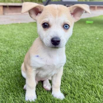 Mixed Breed Dogs Available for Adoption in Sonoma, California - Sunshine | PetCurious