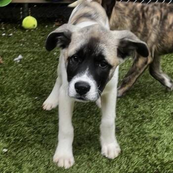 Thunk -  Mixed Breed Dog for Adoption in South Burlington, Vermont - Thunk | PetCurious