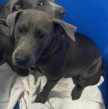 Mixed Breed Dogs Available for Adoption - MABEL | PetCurious