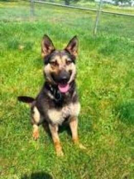 Trixie -  Shepherd and Husky Dog for Adoption in Whitby, Ontario - Trixie | PetCurious