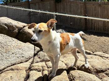 Jack Russell Terrier Dogs Available for Adoption in Princeton, Massachusetts - Charlie Senior | PetCurious