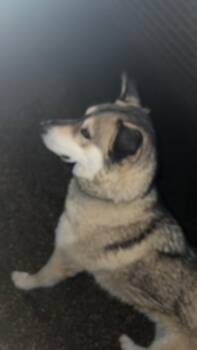 Rescue Husky Dogs for Adoption in Winchester, Virginia - Leo | PetCurious