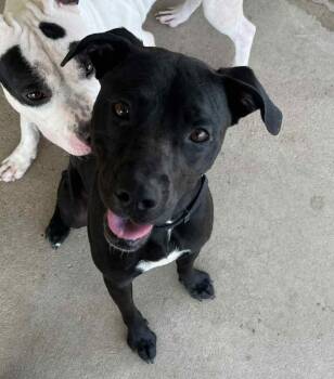 Rescue Pit Bull Terrier Dogs for Adoption in Austin, Texas - Barkley | PetCurious