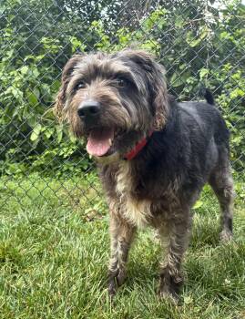 Frannie -  Terrier Dog for Adoption in Lisbon, Iowa - Frannie | PetCurious