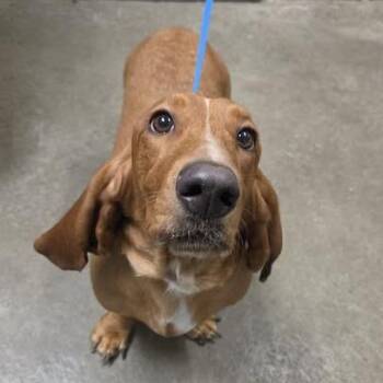 Penny -  Basset Hound Dog for Adoption in Emporia, Kansas - Penny | PetCurious
