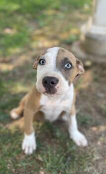 Sancho -  Staffordshire Bull Terrier Dog for Adoption in Lodi, California - Sancho | PetCurious