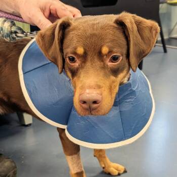 Drip -  Mixed Breed Dog for Adoption in Greensboro, North Carolina - Drip | PetCurious