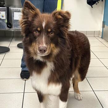 Jordan -  Australian Shepherd Dog for Adoption in Nashville, Tennessee - Jordan | PetCurious