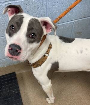 Rescue Mixed Breed Dogs for Adoption in Chamblee, Georgia - Rosey - IN FOSTER | PetCurious
