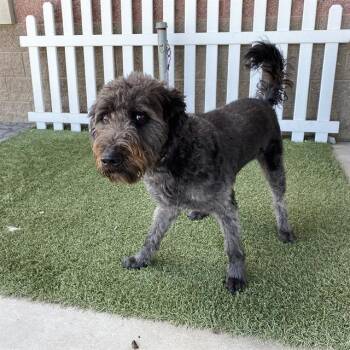 RILEY -  Poodle and Mixed Breed Dog for Adoption in Modesto, California - RILEY | PetCurious