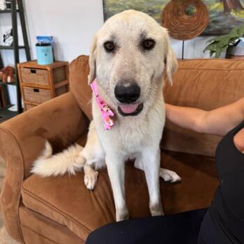 MARY (641) -  Anatolian Shepherd and Mixed Breed Dog for Adoption in Indiantown, Florida - MARY (641) | PetCurious