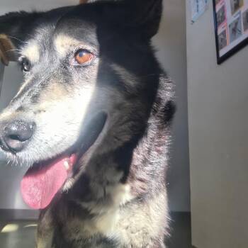 Husky Dogs Available for Adoption in Harrisonburg, Virginia - 70951 | PetCurious