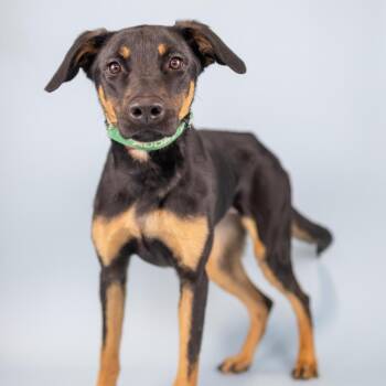 Harper -  Mixed Breed Dog for Adoption in Portland, Oregon - Harper | PetCurious