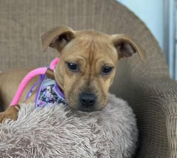 Piper -  Terrier Dog for Adoption in Ellicott City, Maryland - Piper | PetCurious