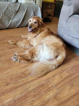 Rescue Golden Retriever Dogs for Adoption in Waterville, Ohio - Ginger | PetCurious