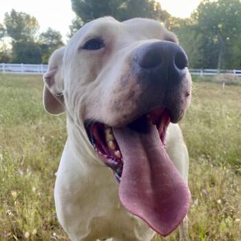 Bruce -  Pit Bull Terrier and Boxer Dog for Adoption in Naperville, Illinois - Bruce | PetCurious