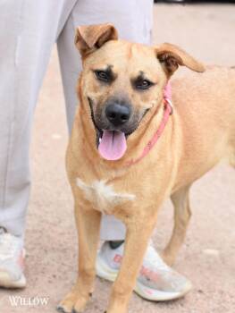 Black Mouth Cur Dogs Available for Adoption in Houston, Texas - Willow  | PetCurious