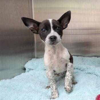 Cookie Crisp -  Mixed Breed Dog for Adoption in Bentonville, Arkansas - Cookie Crisp | PetCurious