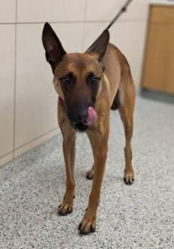 Valor -  Belgian Shepherd Malinois Dog for Adoption in Hoffman Estates, Illinois - Valor | PetCurious