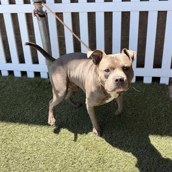 UZI -  Pit Bull Terrier Dog for Adoption in Modesto, California - UZI | PetCurious