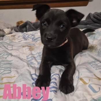 Abbey -  Terrier and Mixed Breed Dog for Adoption in Ellicott City, Maryland - Abbey | PetCurious
