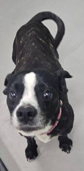 Boston Terrier Dogs Available for Adoption - Cowboy | PetCurious