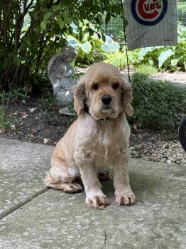 Cocker Spaniel Dogs Available for Adoption in Wheaton, Illinois - Marty | PetCurious