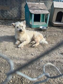 Ranger -  West Highland White Terrier Westie Dog for Adoption in Gainesville, Virginia - Ranger | PetCurious