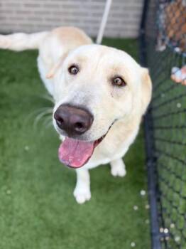 MAXINE -  Mixed Breed Dog for Adoption in Dallas, Texas - MAXINE | PetCurious