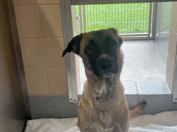 ALEXA -  Anatolian Shepherd and Mixed Breed Dog for Adoption in Tustin, California - ALEXA | PetCurious