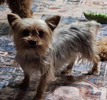 Coco -  Yorkshire Terrier Dog for Adoption in Martinsville, Indiana - Coco | PetCurious