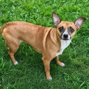 Baby Girl -  Chihuahua Dog for Adoption in Brownsboro, Alabama - Baby Girl | PetCurious