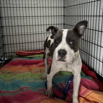 Franco -  Pit Bull Terrier Dog for Adoption in East St. Louis, Illinois - Franco | PetCurious