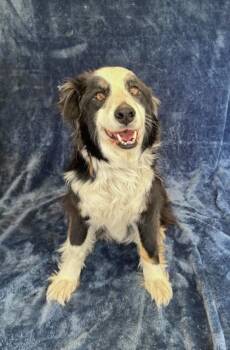 Dozer -  Border Collie Dog for Adoption in Buffalo, Minnesota - Dozer | PetCurious