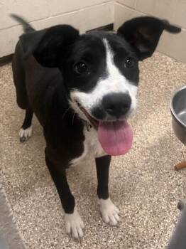 Kehlani -  Labrador Retriever and Mixed Breed Dog for Adoption in Park Row, Texas - Kehlani | PetCurious