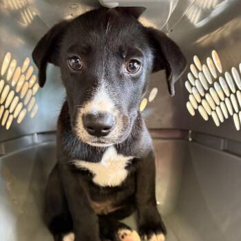 Terrier Dogs Available for Adoption in Birmingham, Alabama - Gus | PetCurious