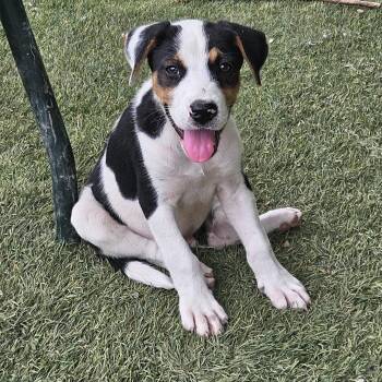 Oliver Outstanding -  Hound Dog for Adoption in Andover, Massachusetts - Oliver Outstanding | PetCurious