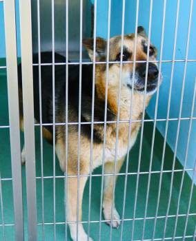 German Shepherd Dog Dogs Available for Adoption - NALA | PetCurious