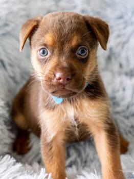 MILO -  Rottweiler and Labrador Retriever Dog for Adoption in Globe, Arizona - MILO | PetCurious