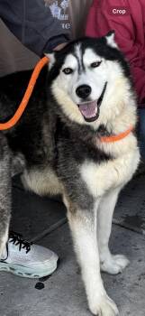 Rescue Siberian Husky Dogs for Adoption in York, Pennsylvania - Zodiac | PetCurious