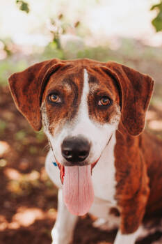 Rescue Hound and Mixed Breed Dogs for Adoption in North Charleston, South Carolina - 89034a Sansui | PetCurious